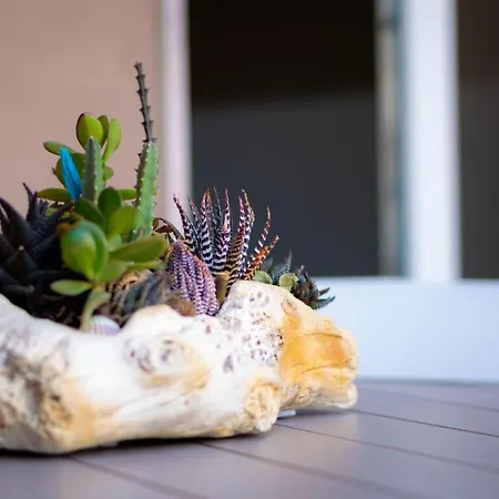 Domina * 莫诺波利